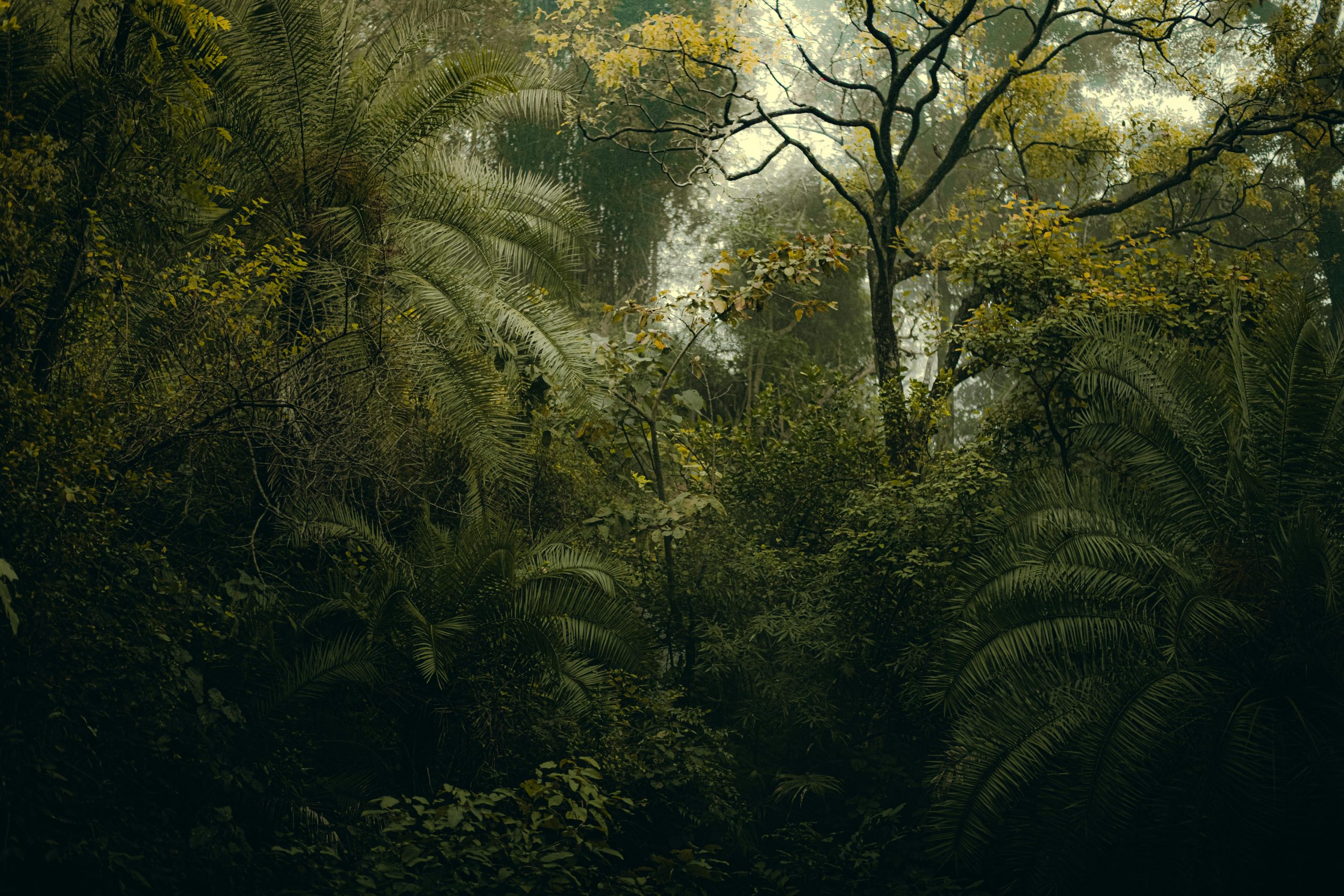 Lush green jungle