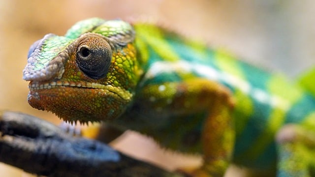 A close-up of a colorful chameleon perched on a branch. Its scaly skin features a mix of green, yellow, and blue hues, with intricate textures.