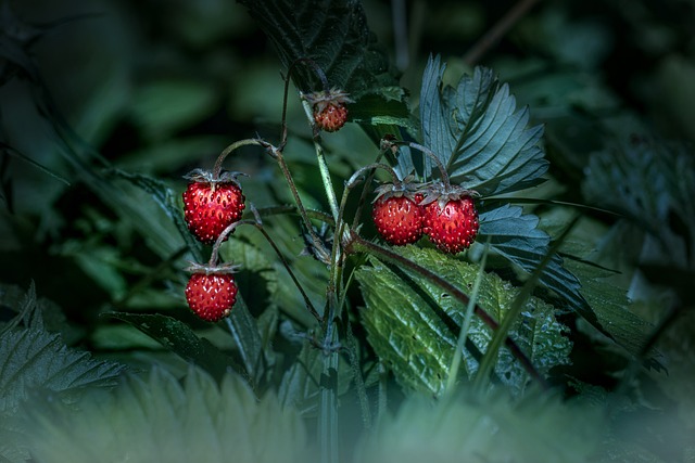 A close-up of wild strawberries with a deep red color, hanging from delicate stems among dark green leaves.