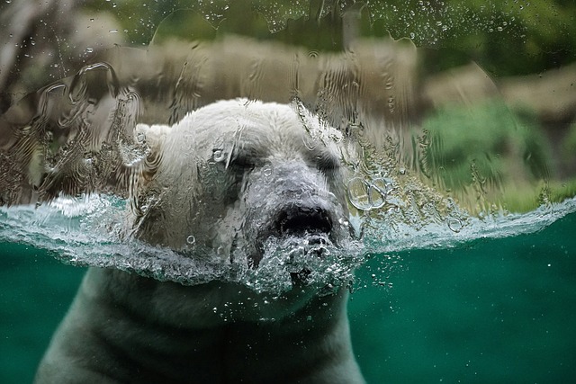 A polar bear submerged in water, captured just as its face breaks the surface.