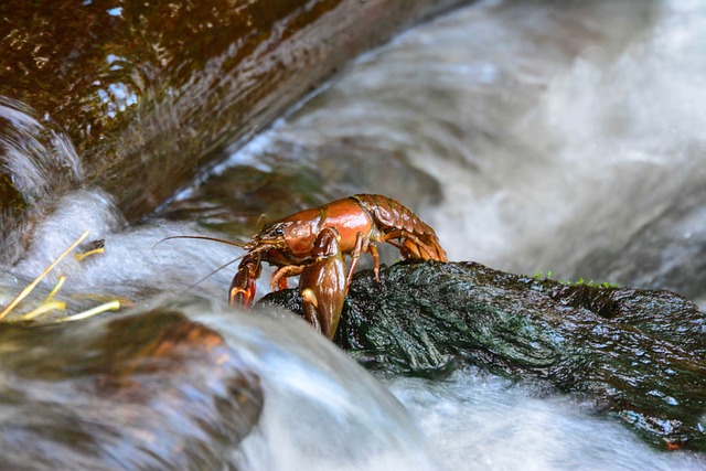 A crayfish with a reddish-brown shell perched on a wet, dark rock amidst rushing water.