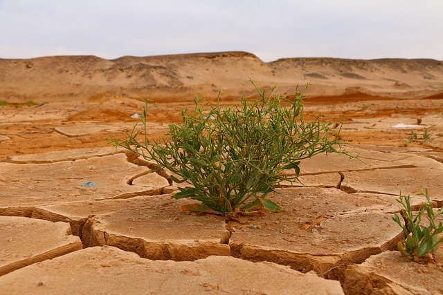 A resilient green plant growing in the middle of a cracked, arid desert landscape.