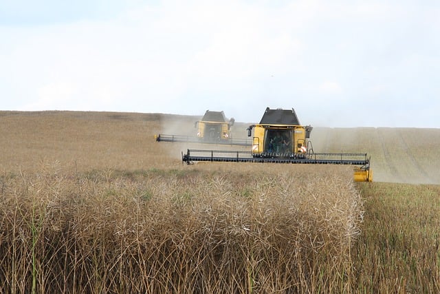 Two large yellow combine harvesters working in a vast field of tall, dry crops.