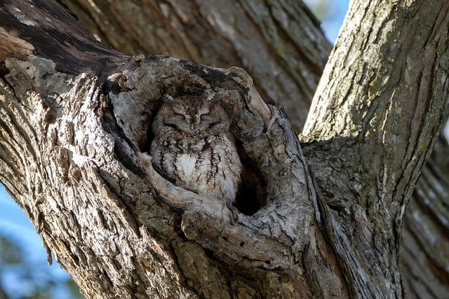 A well-camouflaged owl nestled inside the hollow of a tree, blending seamlessly with the rough, textured bark.