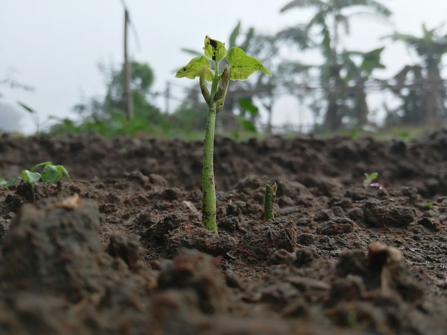 A small green seedling emerging from the rich, dark soil in a freshly tilled field.