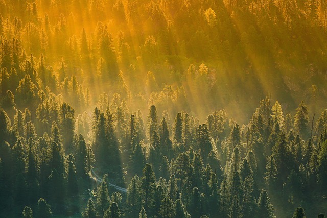 A breathtaking forest scene bathed in golden sunlight.