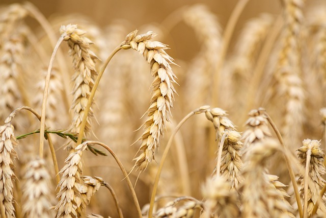 A close-up of golden wheat stalks in a field, with their heavy, ripe grains bending gracefully.