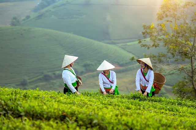 Three women wearing traditional conical hats and white blouses with green sashes are harvesting tea leaves in a lush, green plantation.