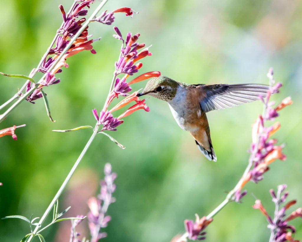Close-up photo of a hummingbird near flowers