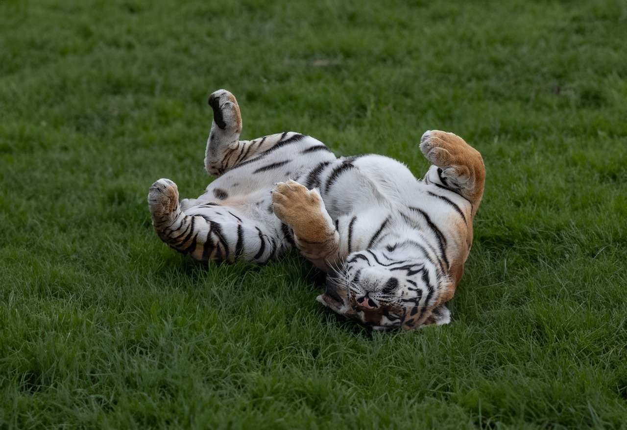 Amur Tiger
