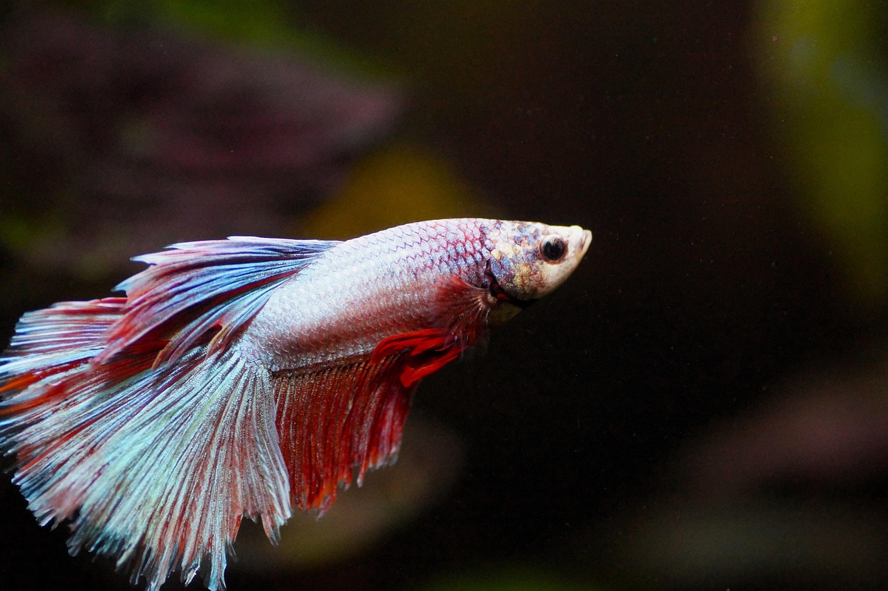 Pink fish on the freshwater