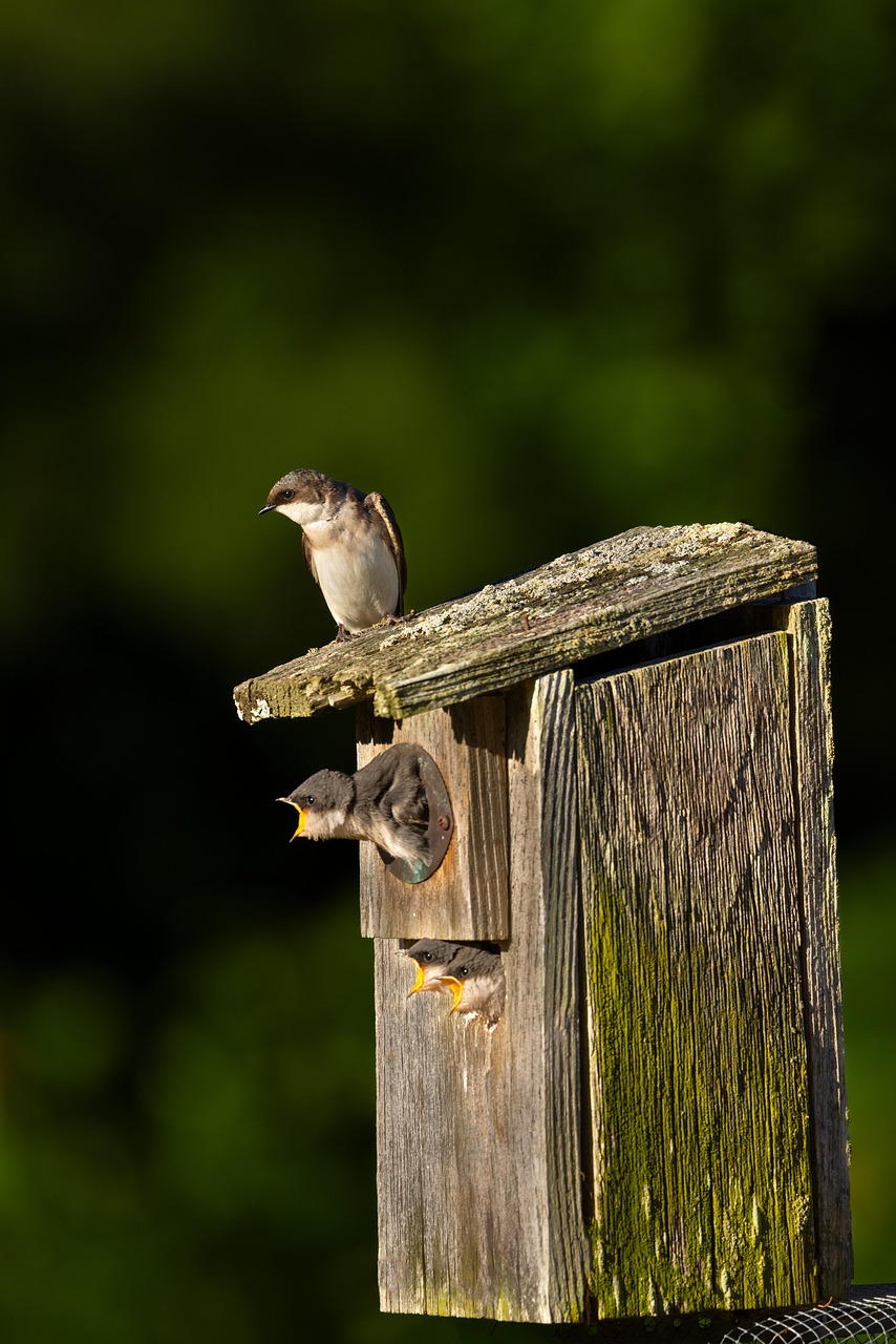 Sand Martin