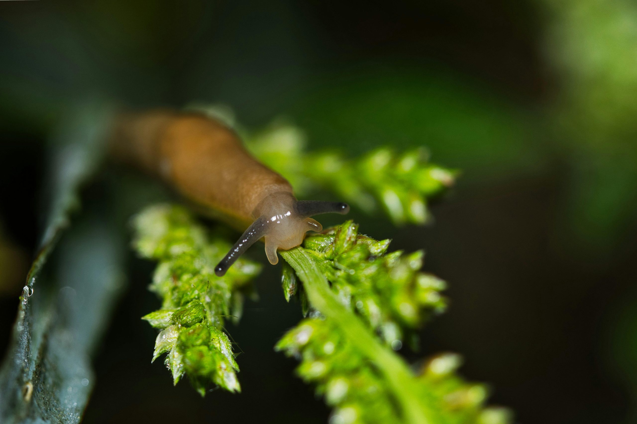 a gastropod on the leaf