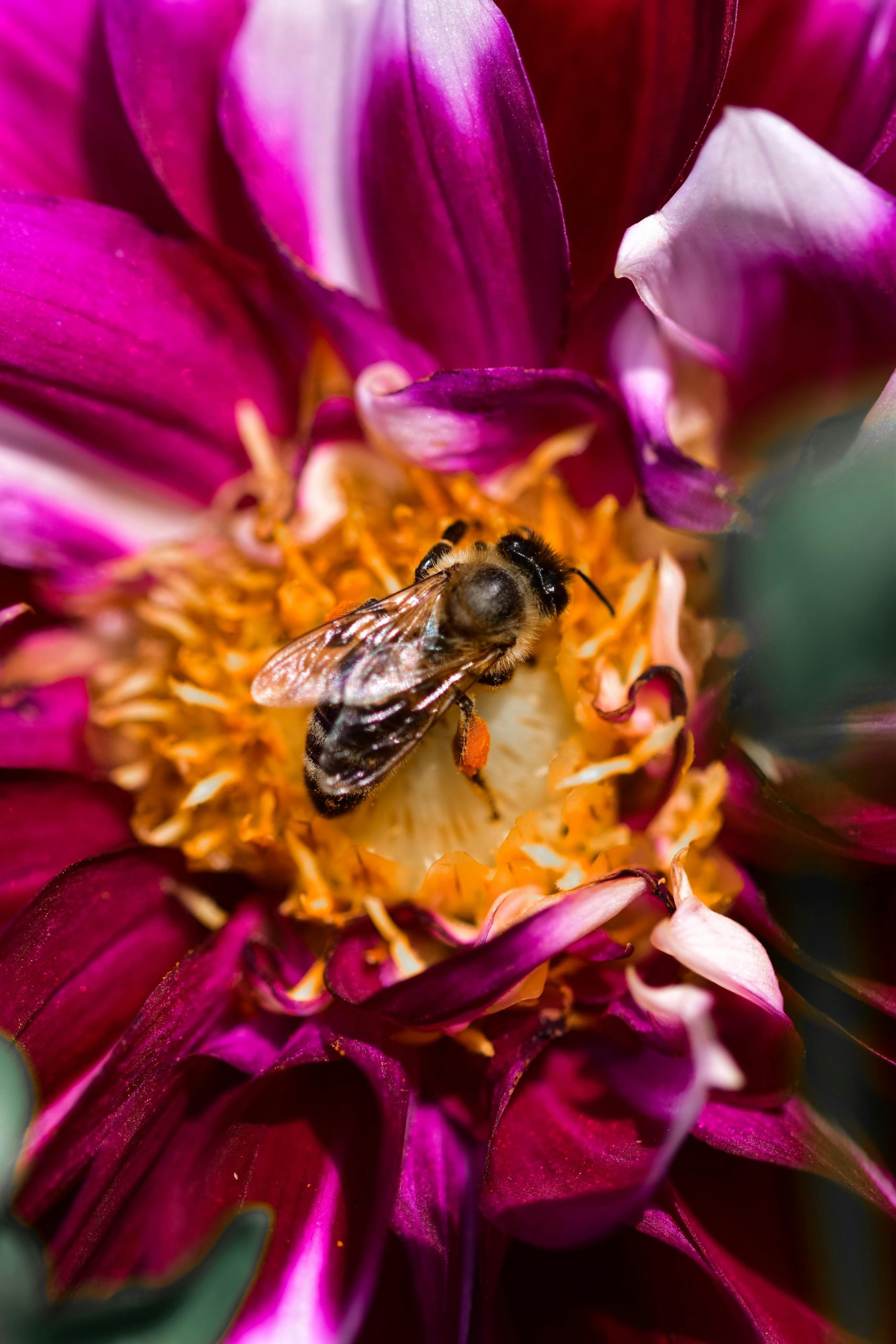 A bee on the flower