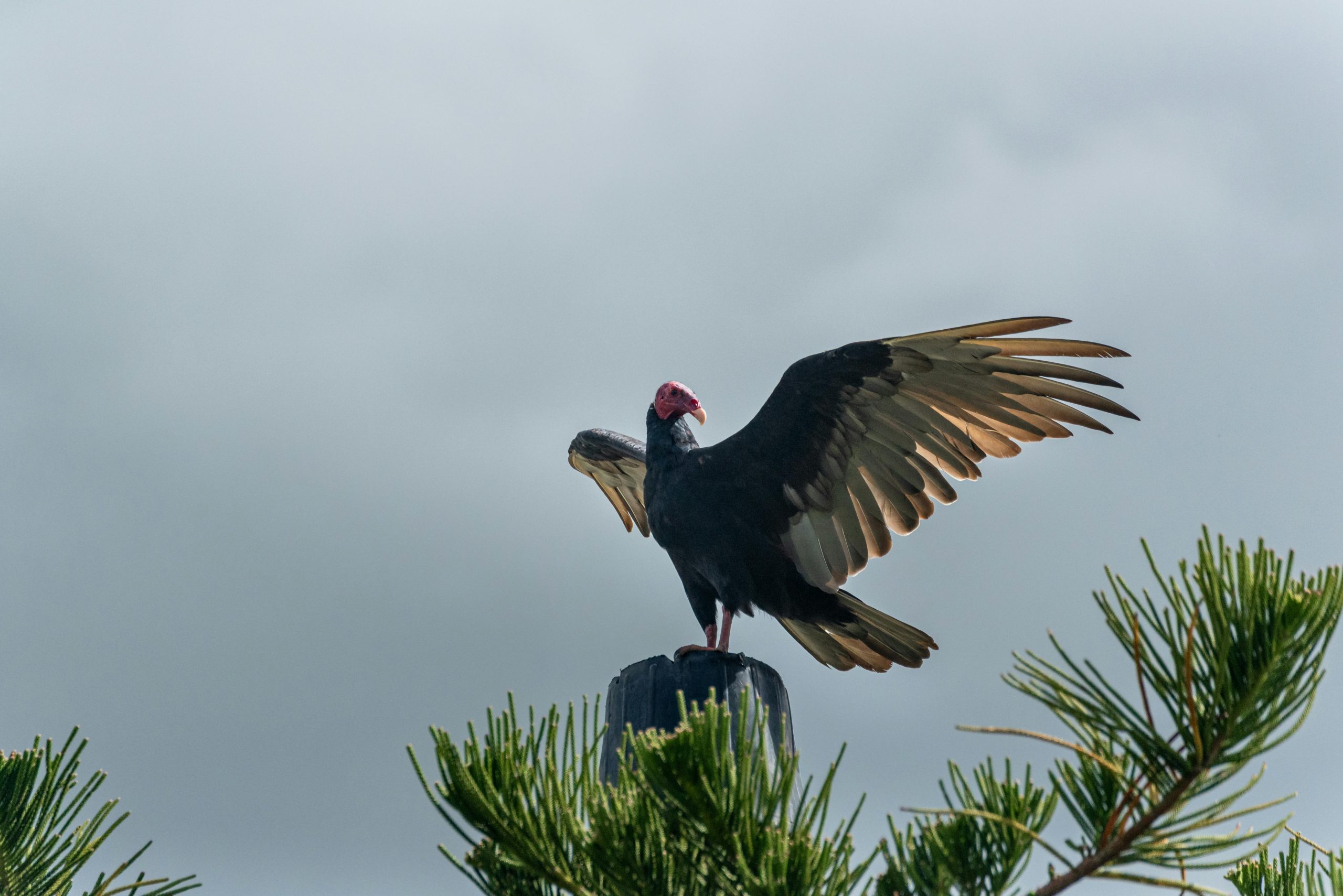 A bird o the branch