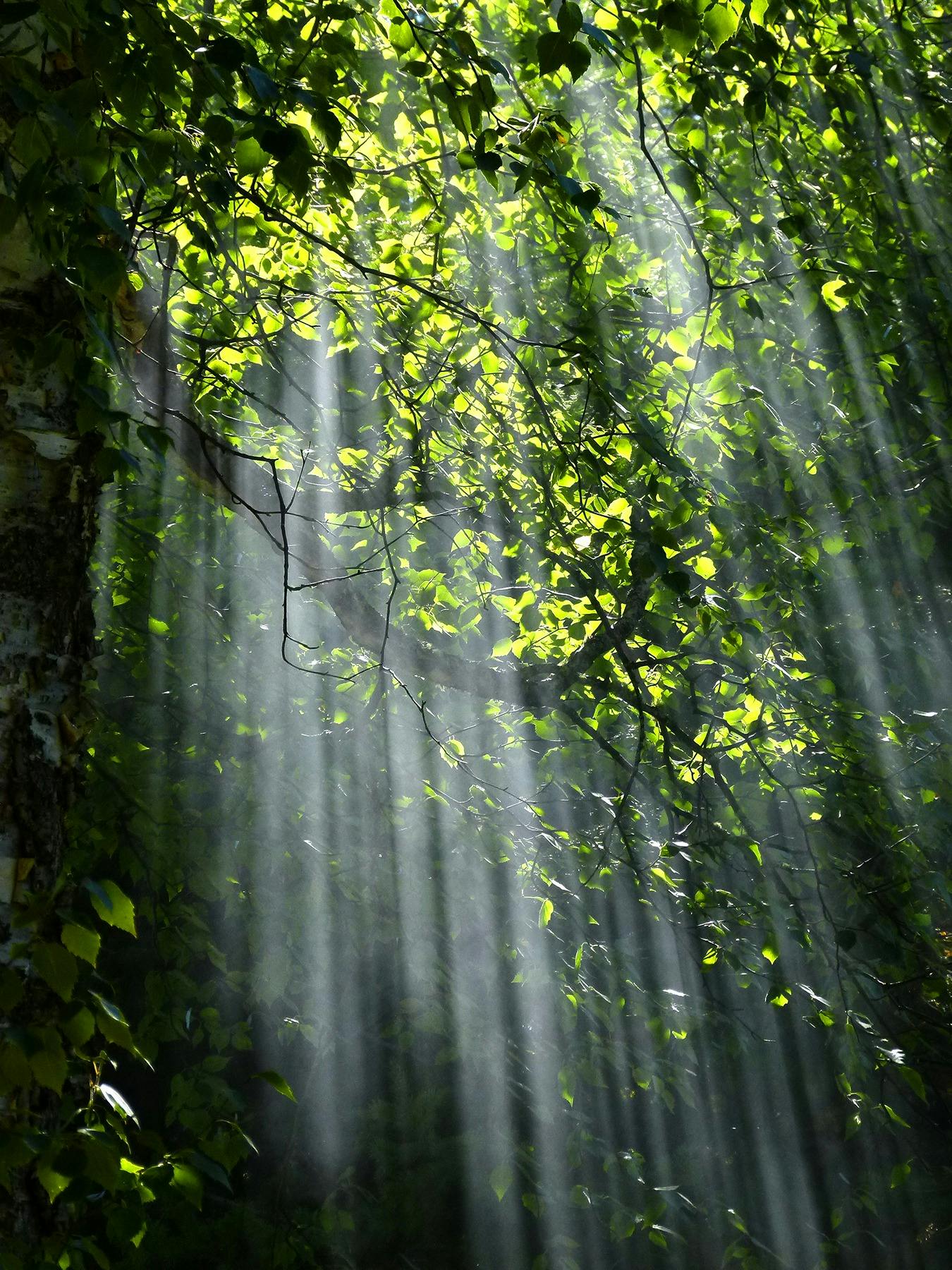 Forest with sparkle