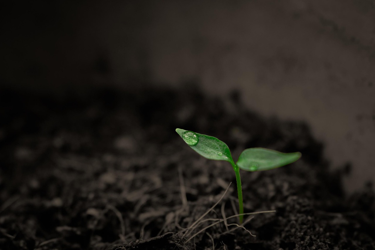 green plant o the soil